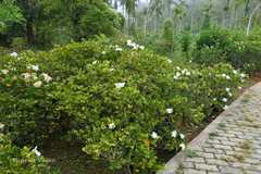 Gardenia jasminoides